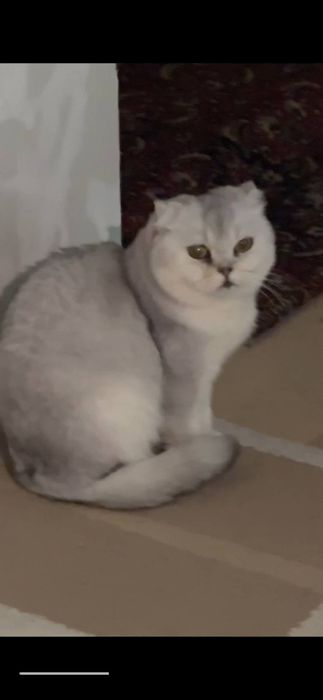 Beruni tarafda yoqolip qogan