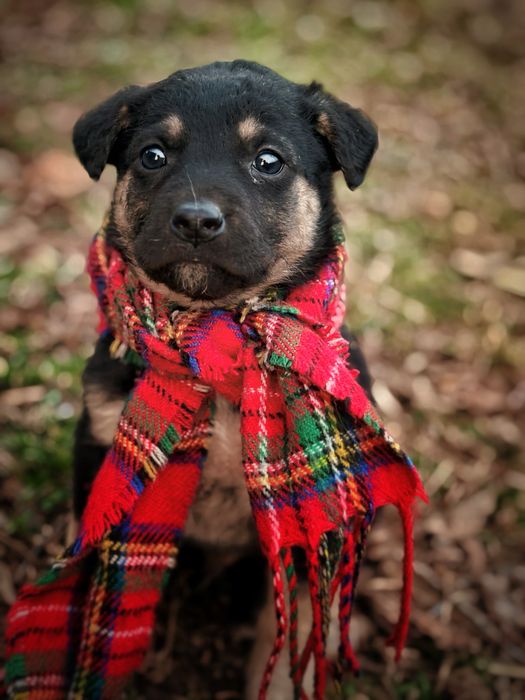 Щенок ищет своих ответствиных хозяев