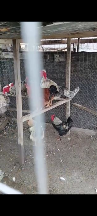 Vând cucoși de țară