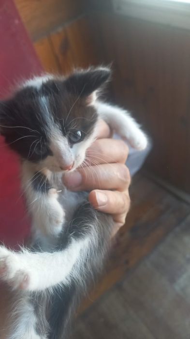 Котёнок мальчик, отдам в добрые руки