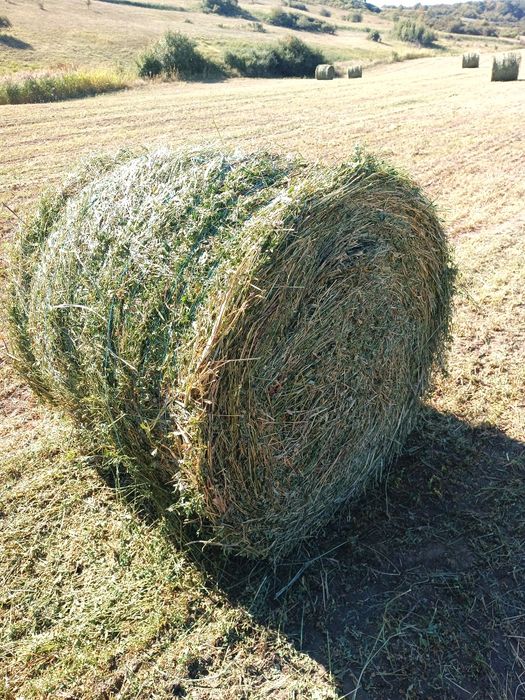 Baloti lucerna coasa 3