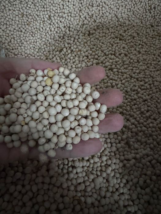 Vand samanta mazare Astronaute C1