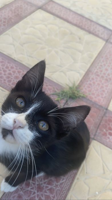 Отдаю котенка в добрые руки(мальчик)