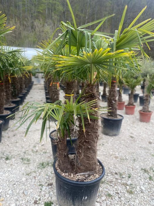 Palmieri , Maslini Plante exotice rezistente la frig