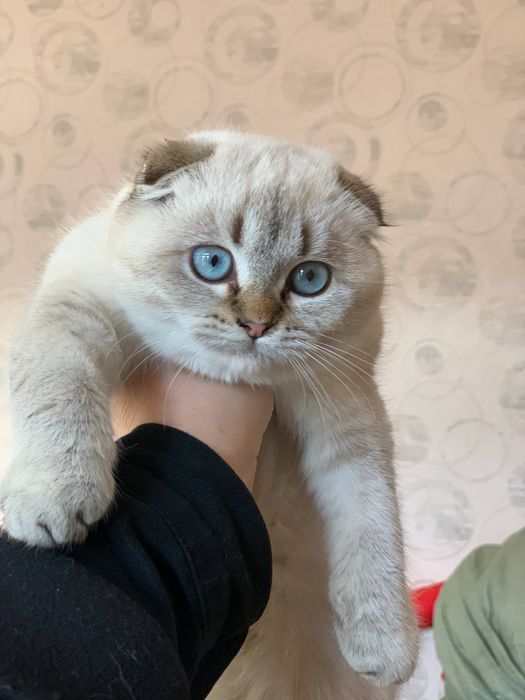 Scottish fold point sotiladi