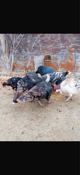 Күркетауықтар сатылады.