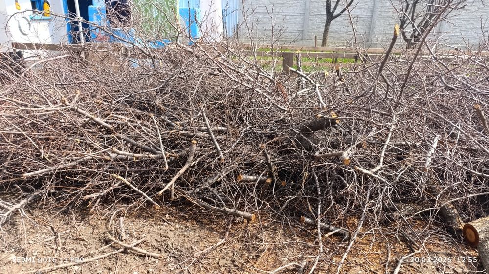 Отдам бесплатно дрова