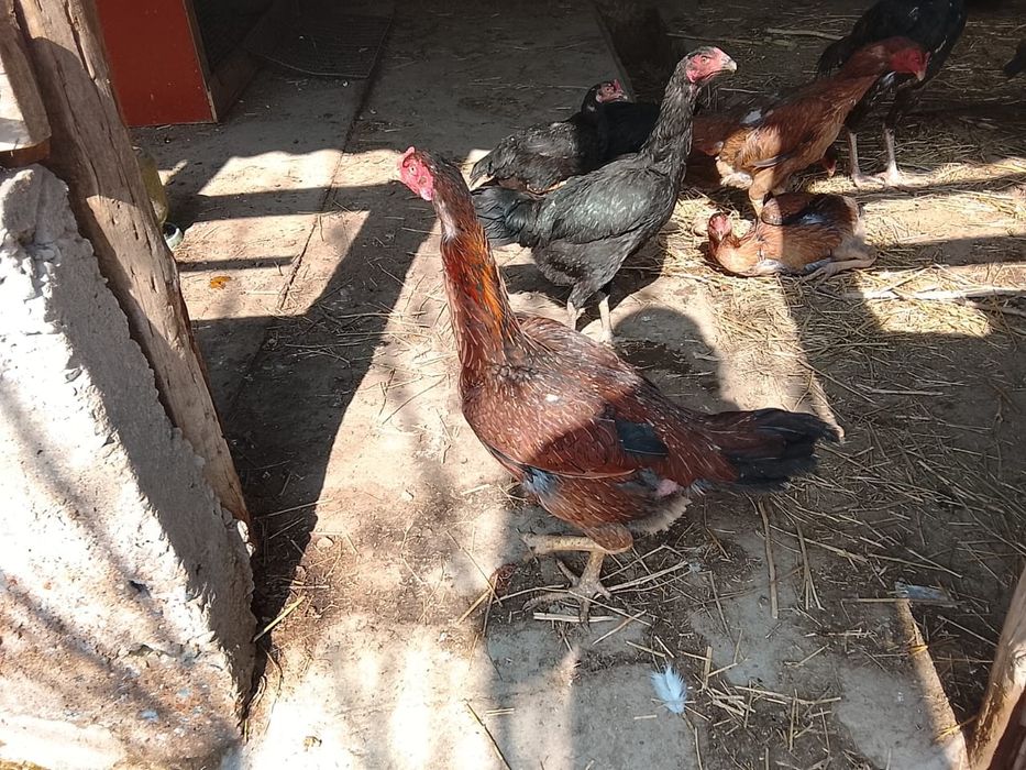 Дакан тауыктар сатылады