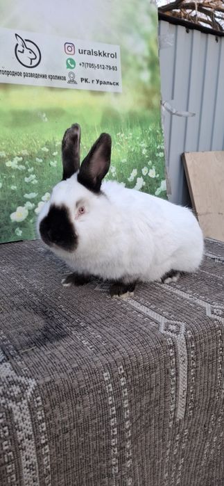 Кролики  породистые