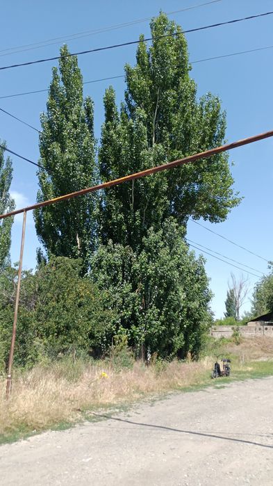 Осина, Серебристый тополь продам