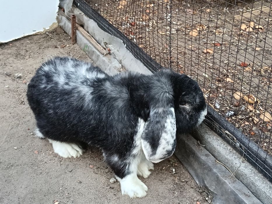 Кролики французский баран