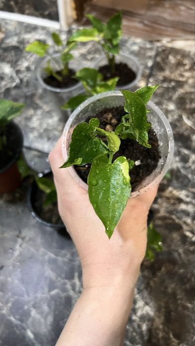 Сингониум зеленая стрела