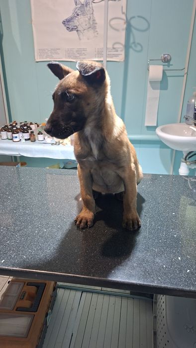 Щенок Малинуа девочка от РР