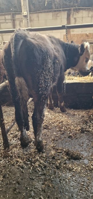 Vand doi taurasi baltati