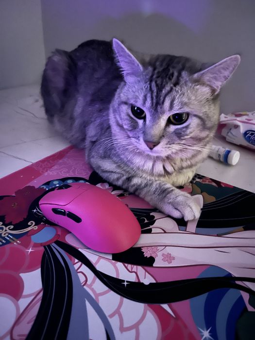 Отдам кота в добрые руки