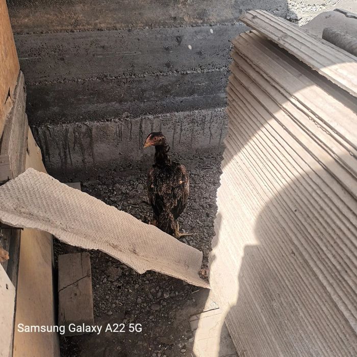 Assalomu aleykum jojalar sotiladi