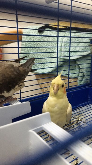 Попугай хорошие карелла пара