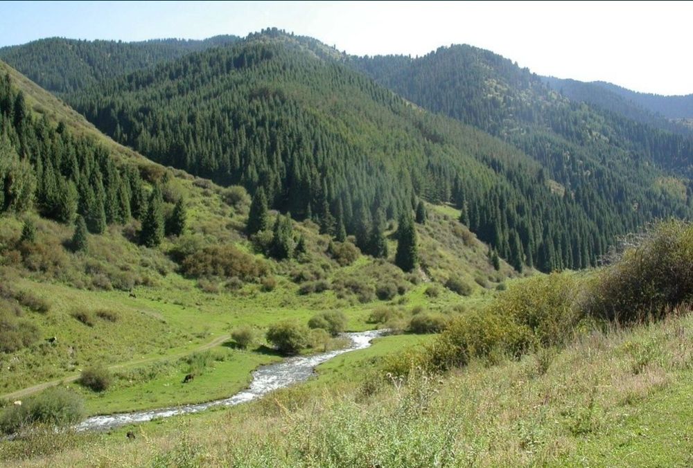 Продам КХ (Крестьянское Хозяйство) 60га