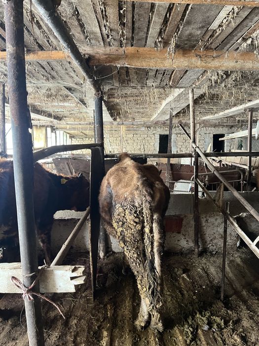 Бұқа сатыладыыыыыы