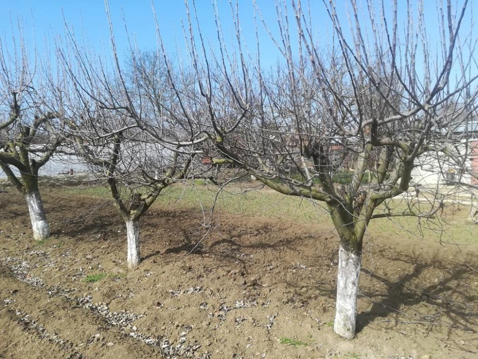 Косене/Рязане/Оформяне/Поддръжка/Почистване/Пръскане