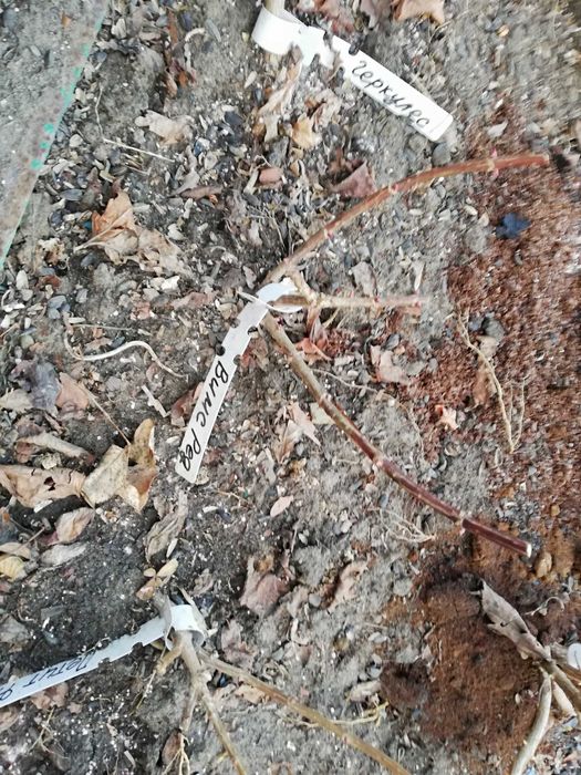 Черенки метельчатой гортензии 2х летние