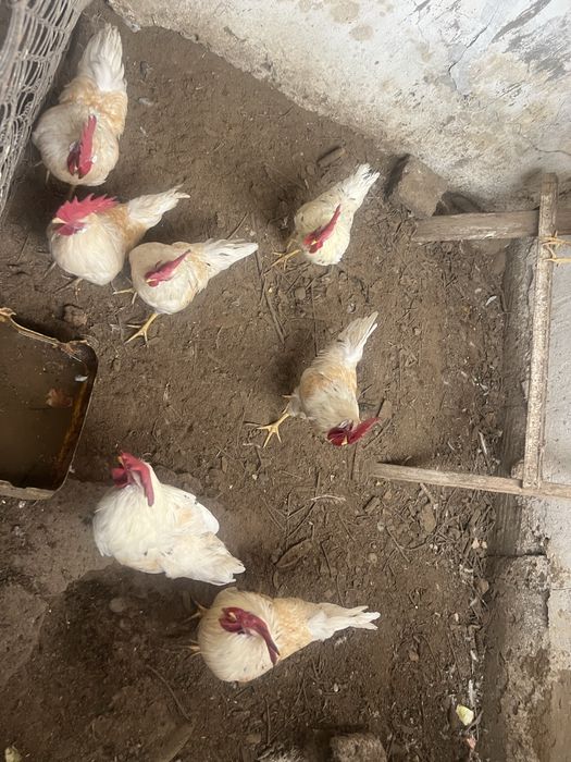 Годовалые петухи домашнии