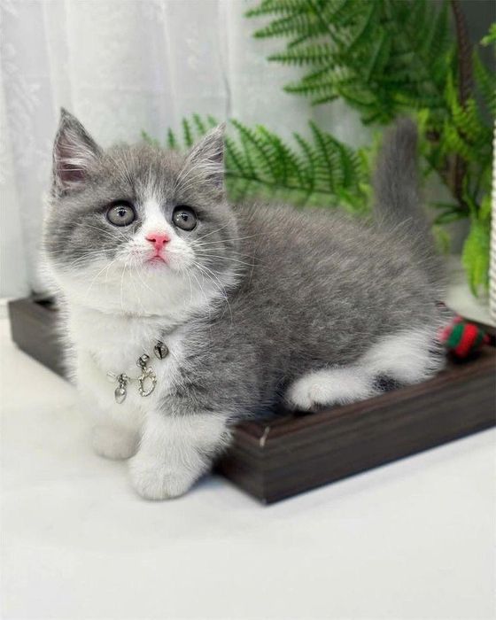 British shorthair color point