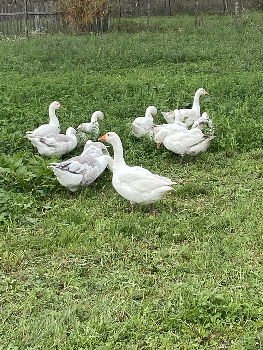 Vând boboci de Gâscă!