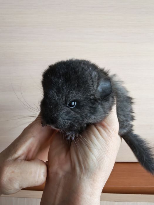 Выставляются в бронь шиншиллята мальчик и девочка.