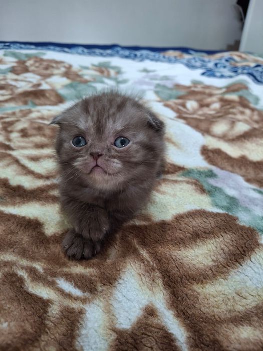 Шоколадный шотландский котенок