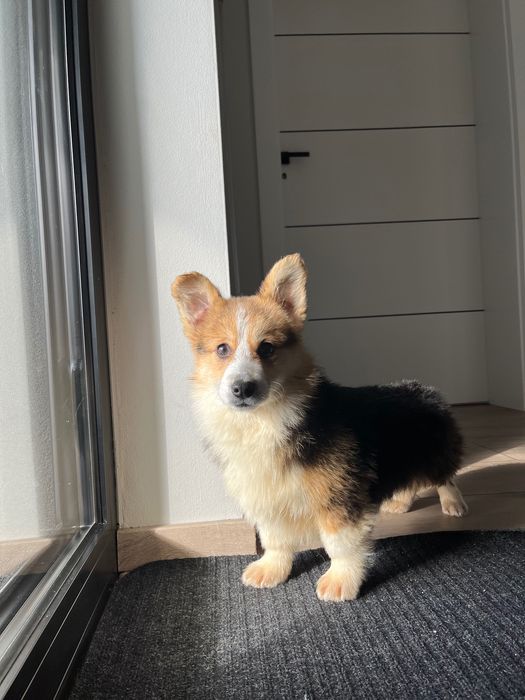 Welsh Corgi Pembroke
