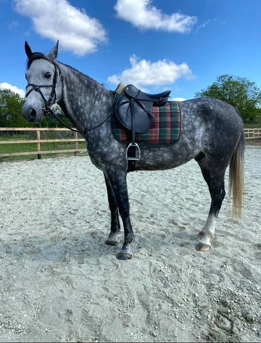 De Vanzare Cal Castrat Varsta 7 Ani