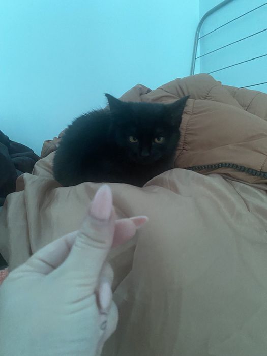 Котенок с горшоком