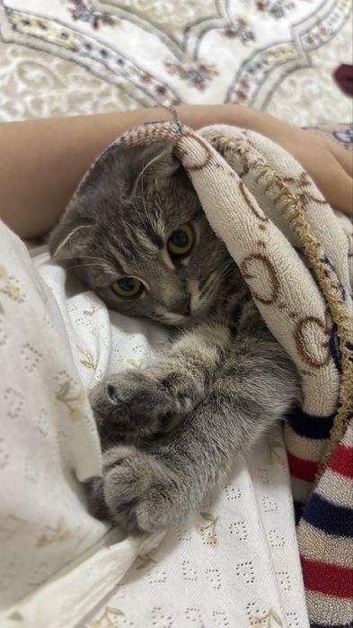 Отдаю в добрые руки