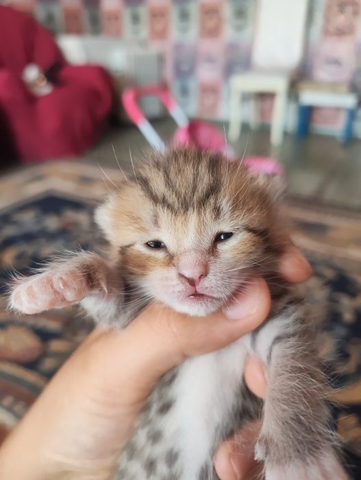 Отдам трёх котят