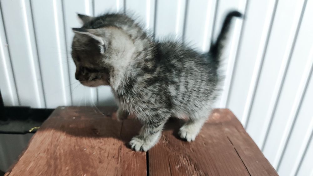 кошка сеаский парода мама