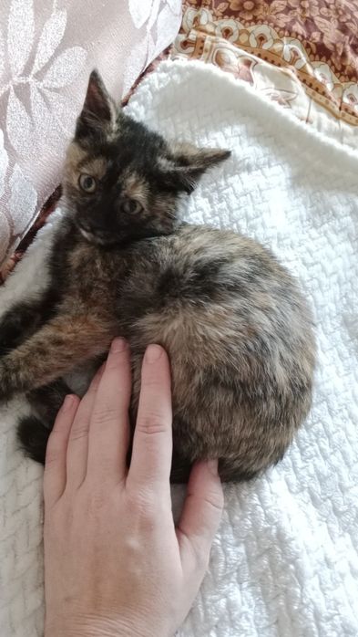 Пушистик ищет дом