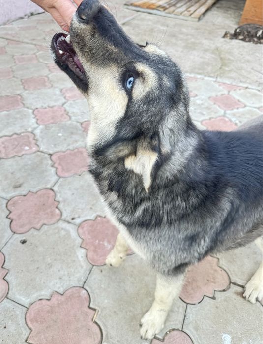 Собака бесплатно