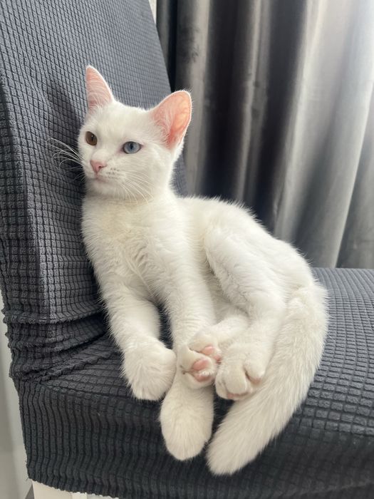 Кошка альбинос в добрые руки