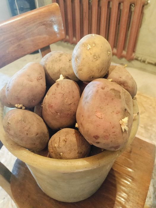 Картошка домашняя