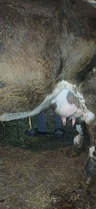 Vand vaca gestanta cu lapte