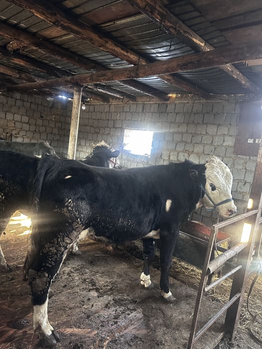 Бұққа  сатылады