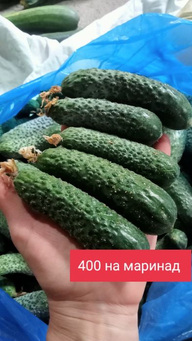 Помидоры огурцы картошка капуста
