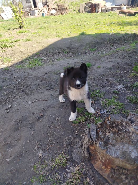 Продам щенков Русская Европейская лайка