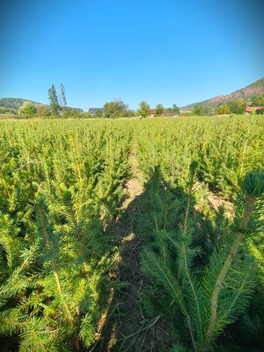 Vand puieti de pepiniera