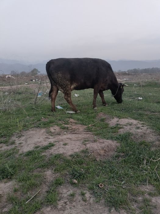 Корова с теленком