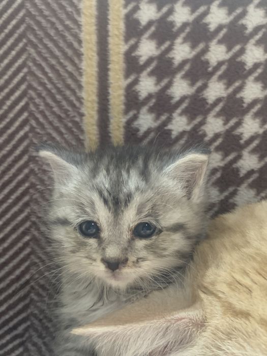 Котенок хароши в