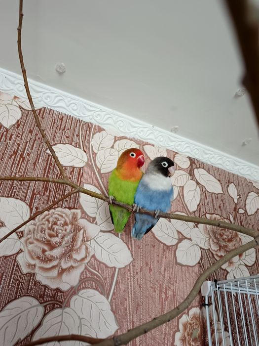 Пара неразлучников