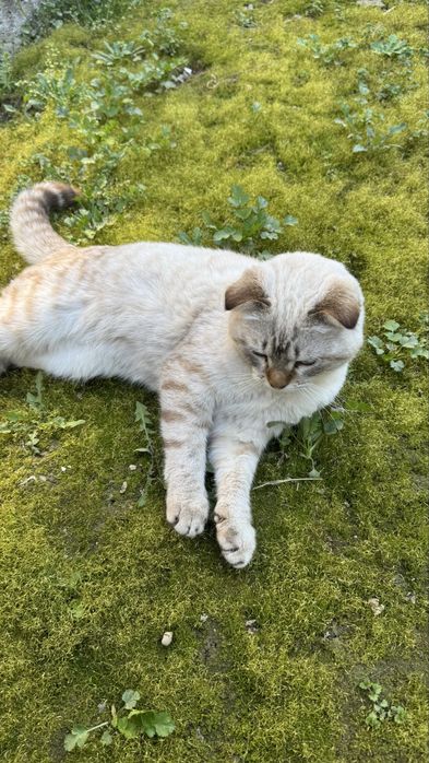 Scottish fold, quloqchasi qaytgan, juda mehribon