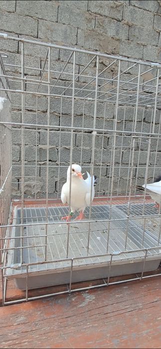 Продам Чернахвостые